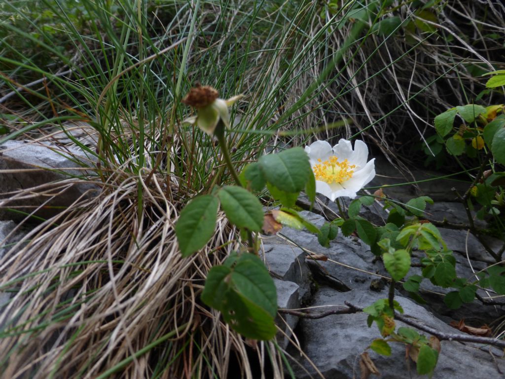 Rosa arvensis Huds. / Rosa cavallina